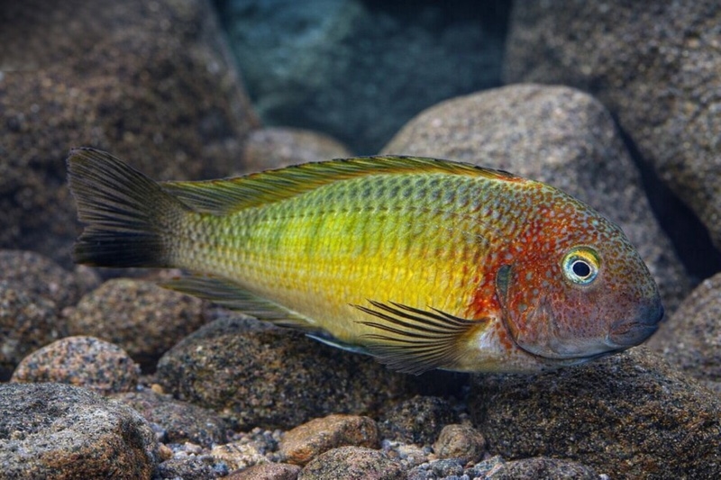 Tropheus moorii 'Linangu'